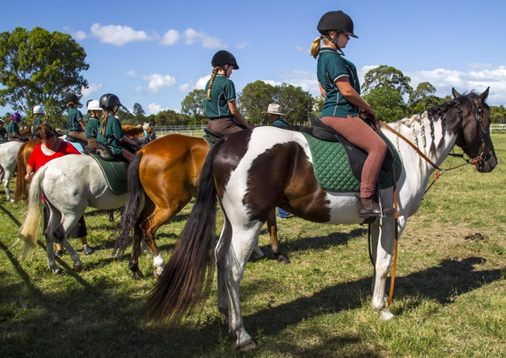 Connemara, Welsh Section B and Riding Pony Treats: The Pony Club Guide