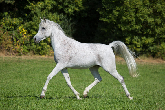 Thoroughbred and Arabian Treats: Feeding a Hot Blood