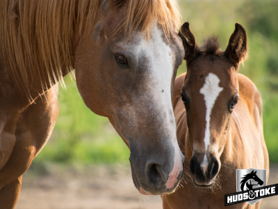 5 Ways to Keep Horses Calm During a Farrier Visit
