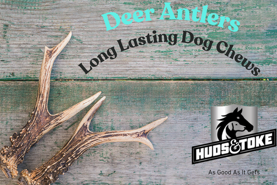 Are Deer Antlers Good for Dogs? Benefits of Antler Chews