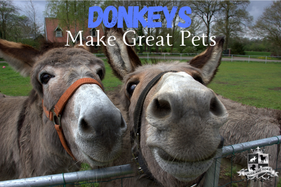 Do Donkeys Make Good Pets? What You Need to Know