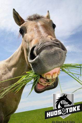 Tips to give your Pony Oral Medications