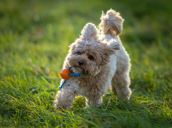What Treats Can I Give My Cavoodle? An Aussie Guide | Huds and Toke