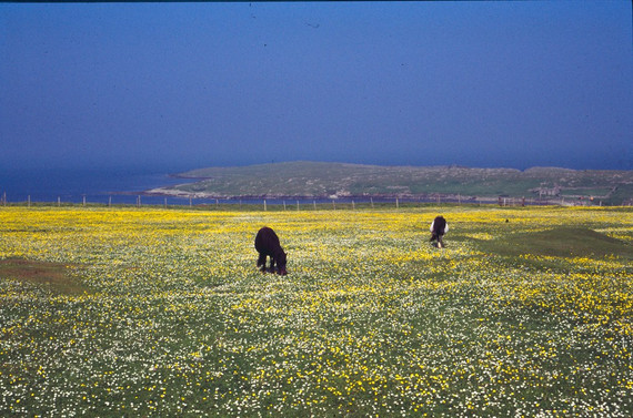 Shetland, Welsh and Australian Pony Treats: The Easy Keeper Problem