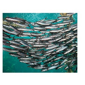 Best Cat Treats Australia 2026: Vet-Approved Buyer's Guide