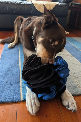 8 Tips for Busy People with Pet Dogs