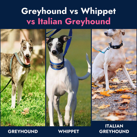 Greyhound vs Whippet vs Italian Greyhound: Differences and Feeding