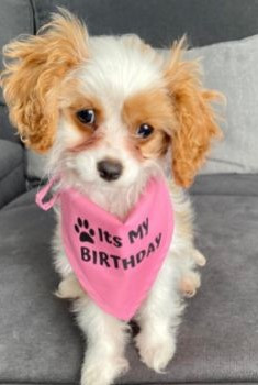 ITS MY Birthday Bandana Pink OR Blue — Australian made pet treats by Huds and Toke