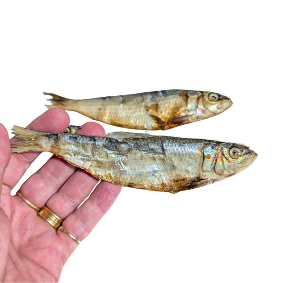Australian Whole Sardines - DOG Treats (back view), Australian made dog treats by Huds and Toke