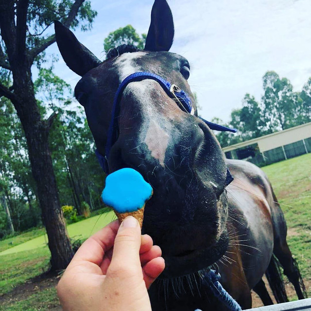 A horse taking a hand-decorated Huds and Toke horse treat cookie