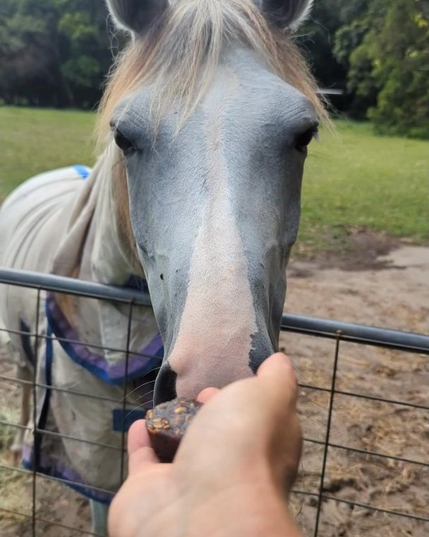 A grey horse taking a Huds and Toke treat from a hand over a paddock fence