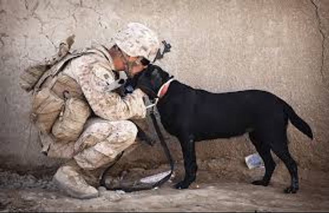 War Animal Day - Remembering the service Animals, and Pets have given us!