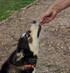 Lamb Puff - Lamb Lung - DOG Treats — Australian made dog treats by Huds and Toke
