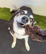 Kangaroo Jerky - Large - 1KG - DOG Treats (back view), Australian made dog treats by Huds and Toke