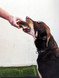 COW Hooves - Hoofs - 1KG - DOG Treats (detail) — Australian made dog treats by Huds and Toke