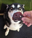PIG Snouts - DOG Treats (back view), Australian made dog treats by Huds and Toke