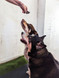 Kangaroo Liver - DOG Treats (packaging) — Australian made dog treats by Huds and Toke