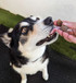 Kangaroo Jerky Cubes - DOG Treats (packaging) — Australian made dog treats by Huds and Toke