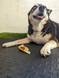 Sheep Ears - Lamb Ears - DOG Treats (lifestyle) — Australian made dog treats by Huds and Toke