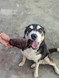 MOO Tubes - Beef Trachea - DOG Treats (close-up) — Australian made dog treats by Huds and Toke