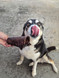 MOO Tubes - Beef Trachea - DOG Treats (lifestyle) — Australian made dog treats by Huds and Toke