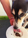 Beef Liver Sprinkles - 100G - DOG Treats (close-up) — Australian made dog treats by Huds and Toke