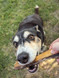 Australian Bull Chew - Thick - DOG Treats (packaging) — Australian made dog treats by Huds and Toke