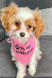 ITS MY Birthday Bandana Pink OR Blue — Australian made pet treats by Huds and Toke