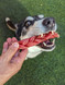 Braided Bull Chew - Small - DOG Treats (close-up) — Australian made dog treats by Huds and Toke