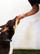 Goat Liver - DOG Treats (detail), Australian made dog treats by Huds and Toke
