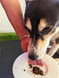 Meal Topper Sprinkles - 100G - DOG Treats — Australian made dog treats by Huds and Toke