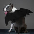 Halloween BAT Wings - Costume FOR Dogs or Cats — Australian made dog treats by Huds and Toke