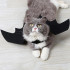 Halloween BAT Wings - Costume FOR Dogs or Cats — Australian made dog treats by Huds and Toke