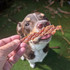 Duck Jerky - 500G - DOG Treats (back view), Australian made dog treats by Huds and Toke
