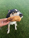 THE DOG Treat Taster Bundle, Australian made dog treats by Huds and Toke