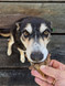 Ultimate DOG Treat Bundle - DOG Treats (close-up) — Australian made dog treats by Huds and Toke