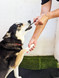 Large Snuffle Ball DOG Treat Bundle - DOG Enrichment Treats (lifestyle), Australian made dog treats by Huds and Toke