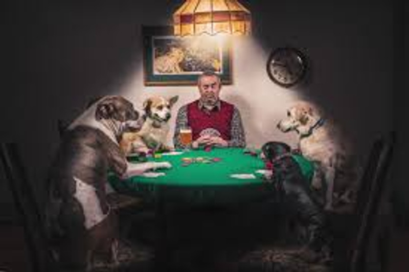 Dog Enrichment – Why is it important?