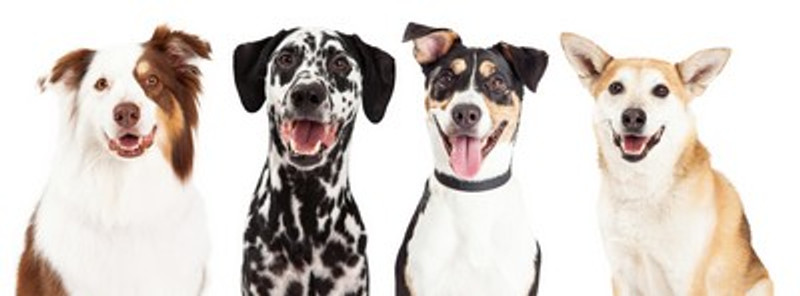 Dogs Make Us Fitter - Proof!
