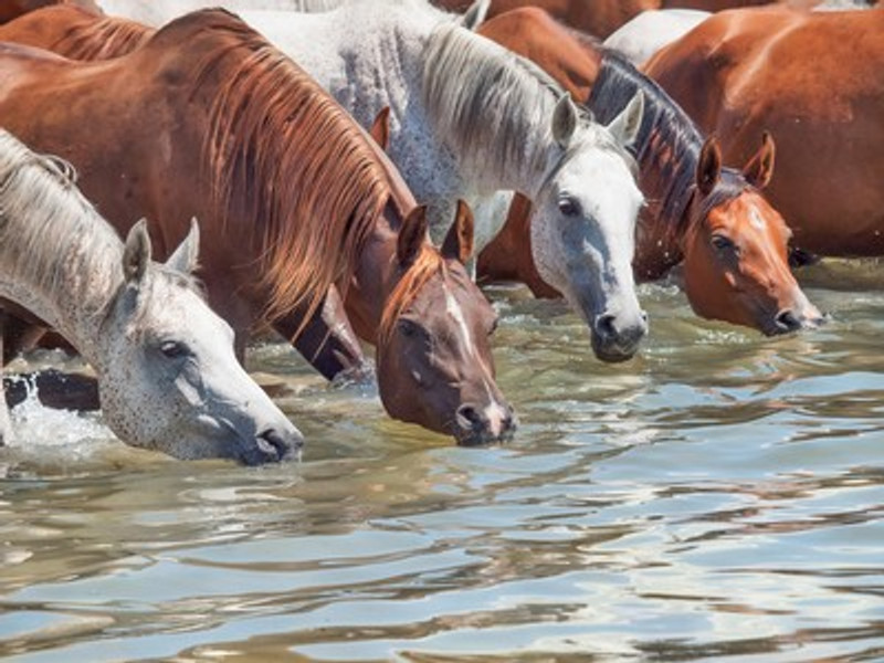 Healthy Water Equals Healthy Horse.