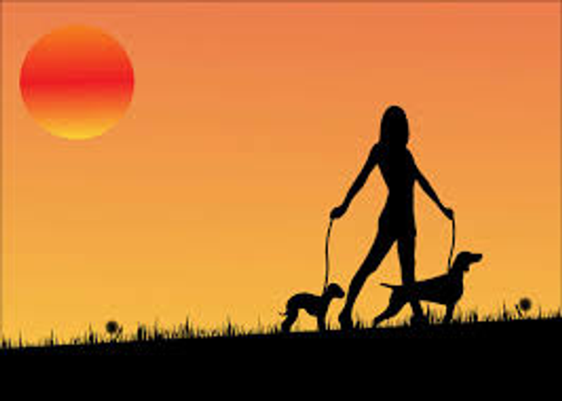 Walking with your Dog is totally Underrated!!!!