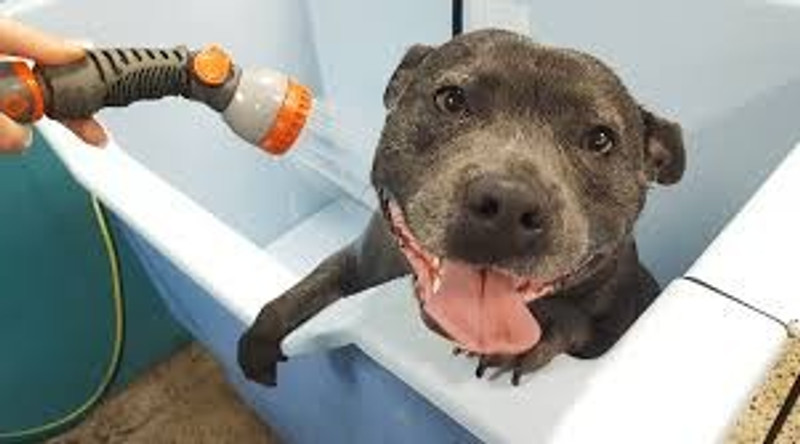 How Often Should You Wash Your Dog?