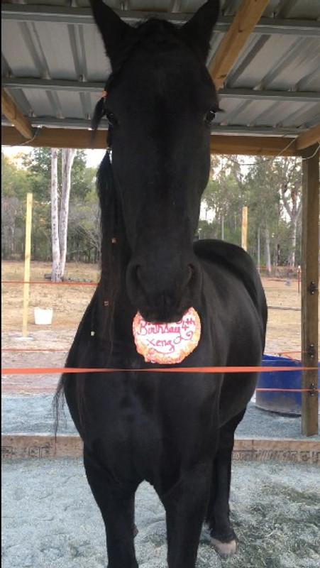 Happy Birthday to Xena the Horse!!!