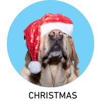 christmas dog, dog christmas costumes, dog christmas stockings, dog christmas, dog christmas hat, dog christmas collars, cat christmas collars