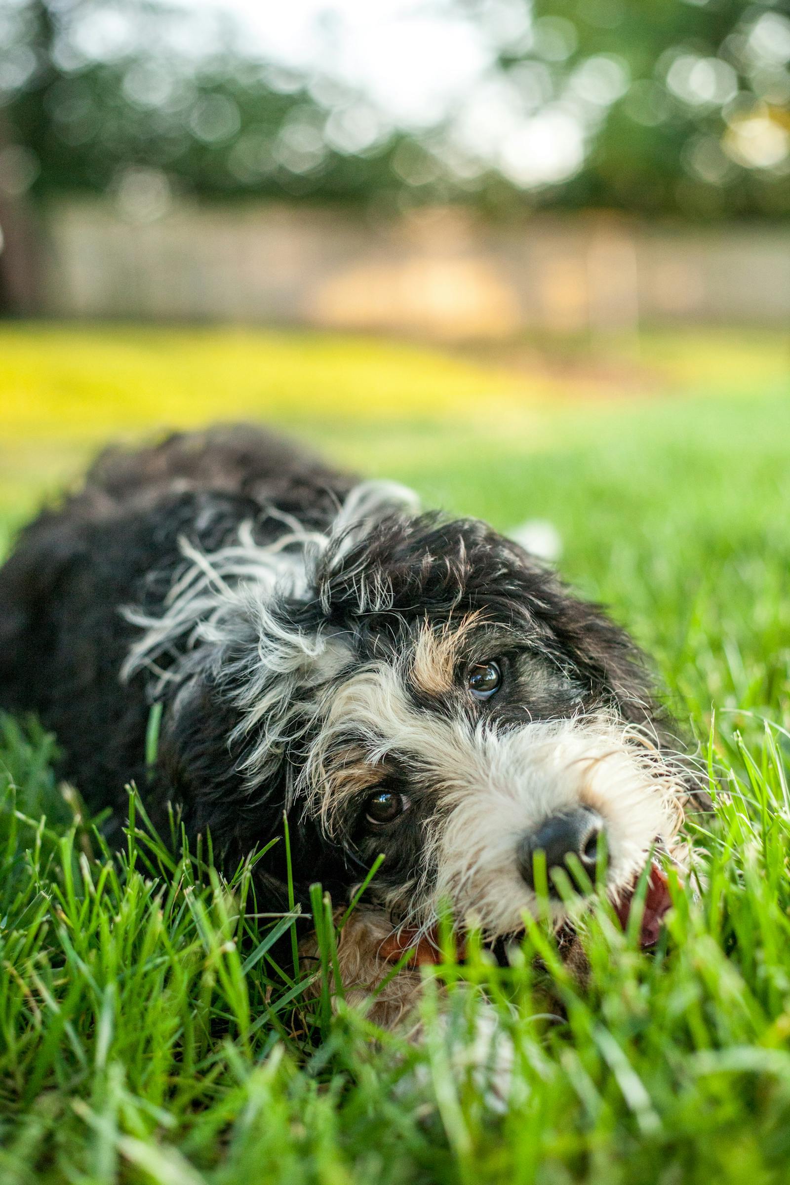 Bernedoodle tri-colour puppy on grass