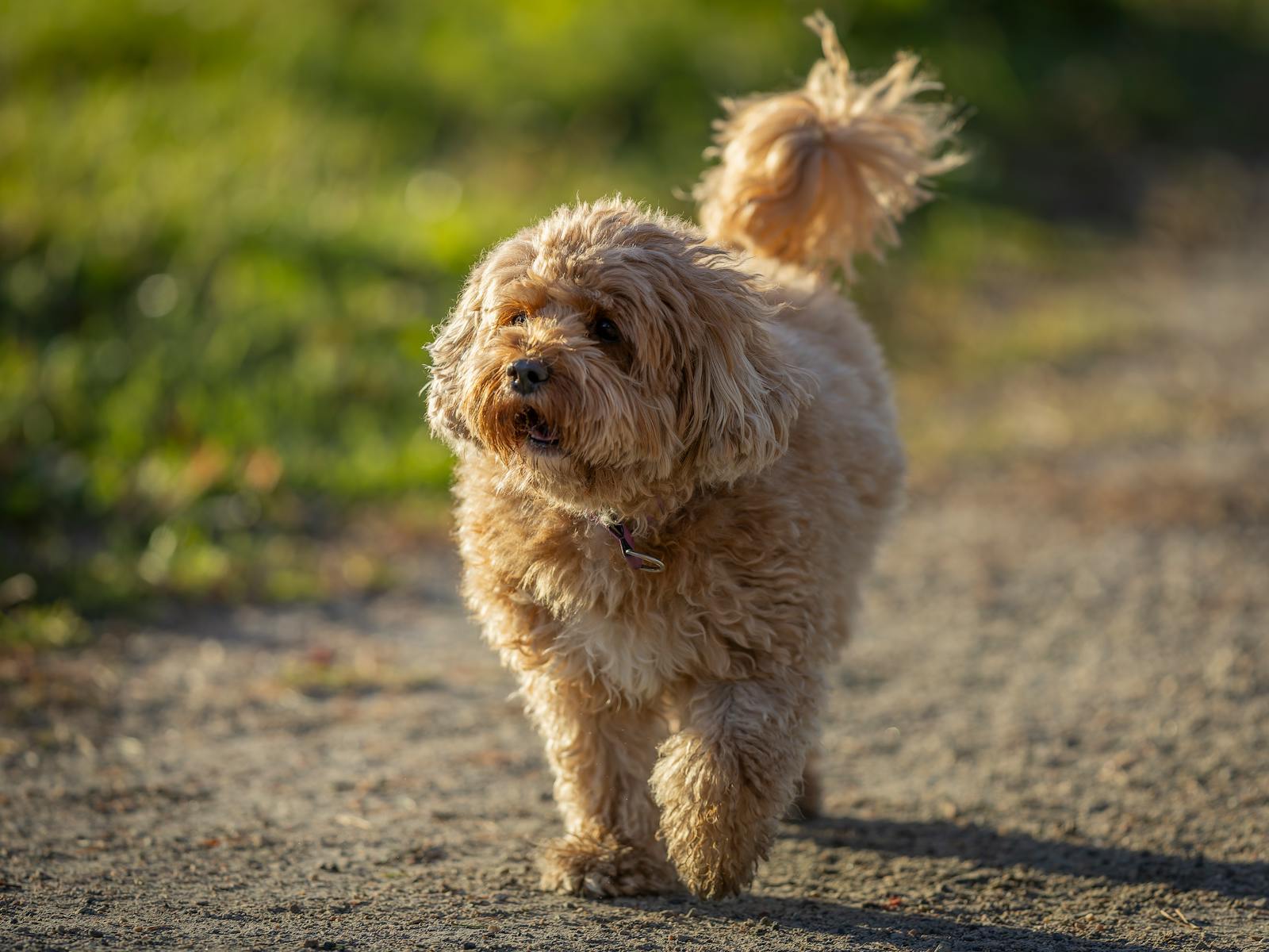 Apricot adult Cavoodle walking along a sunny pathway, trim build