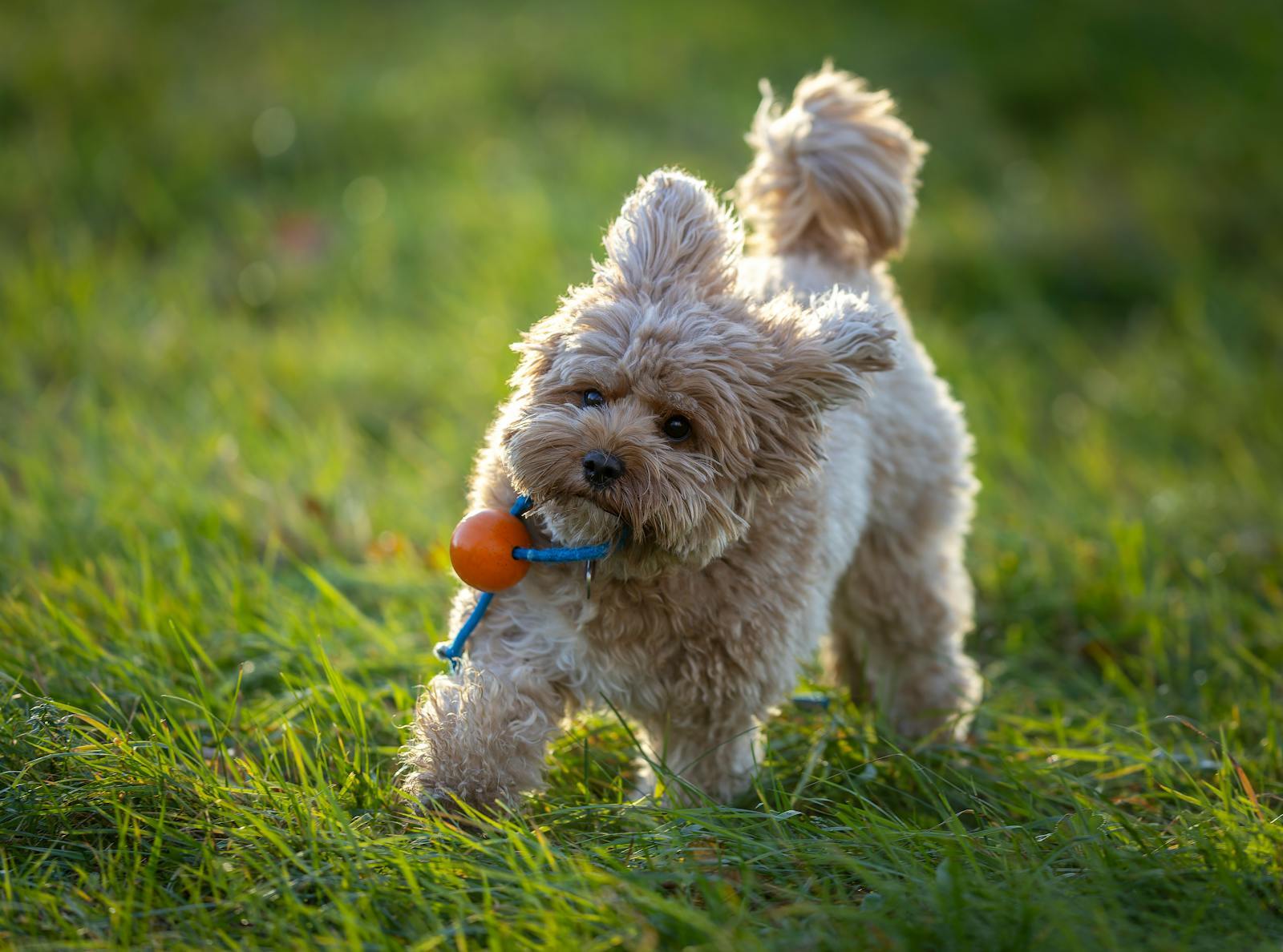 Apricot Cavoodle with curly coat playing on sunlit green lawn at golden hour