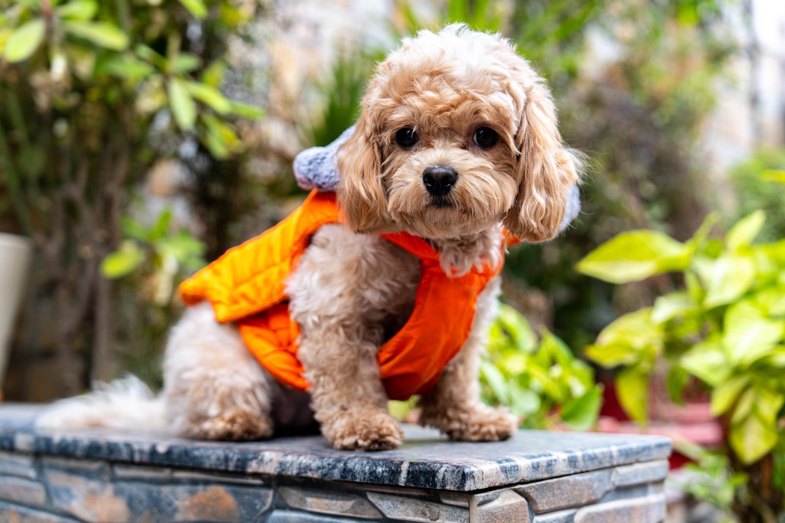 Adult Cavoodle in orange vest sitting alert on grass