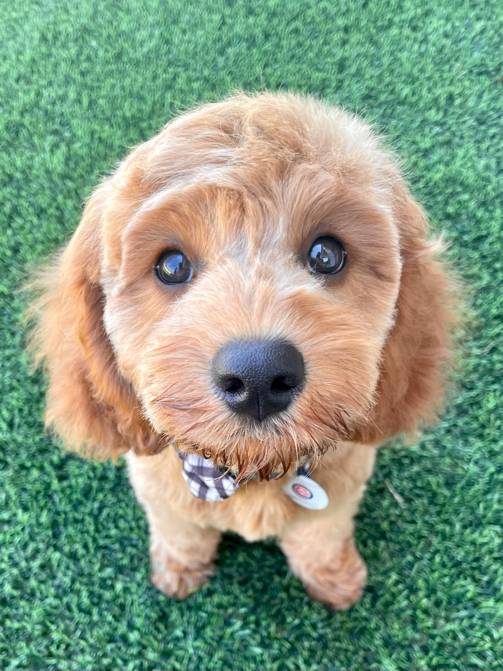 Brown Cavoodle puppy close-up on green grass, soft expression