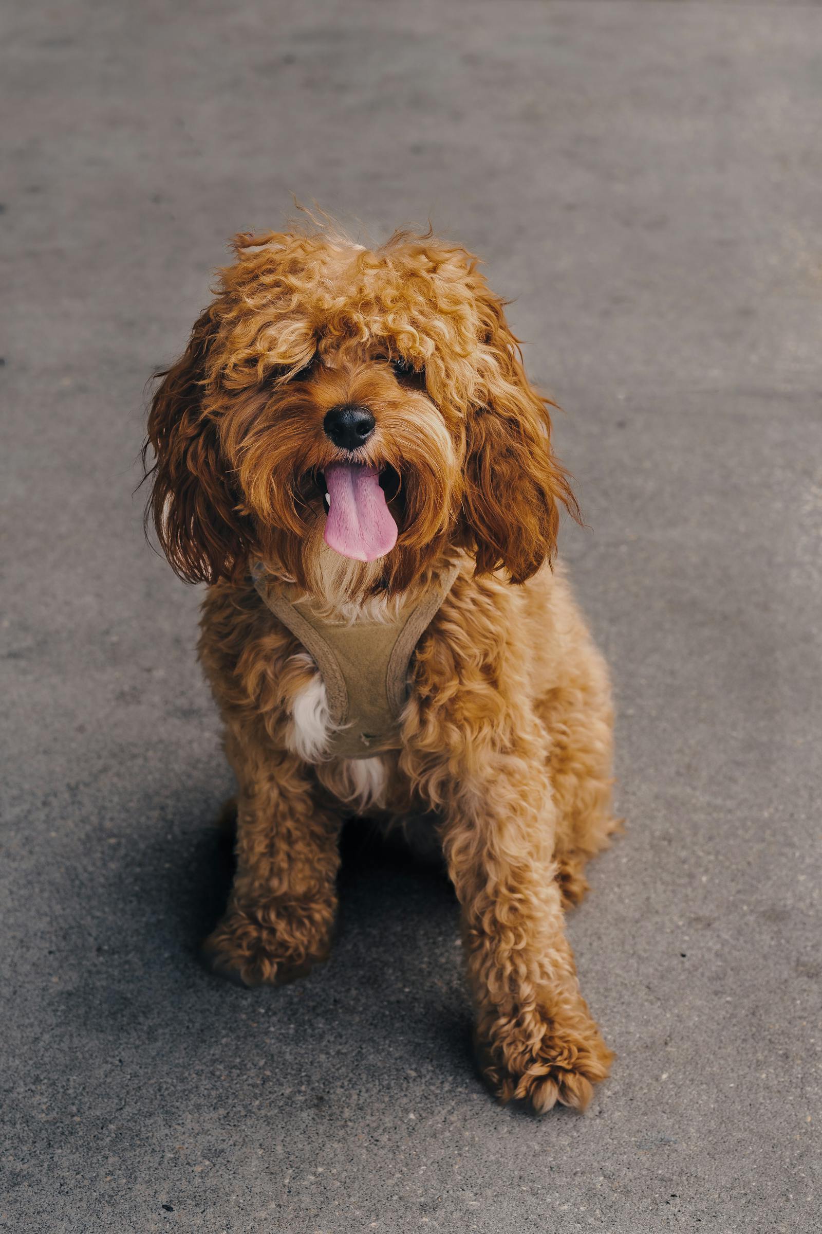 Cavoodle close-up with tongue out, anticipating a treat